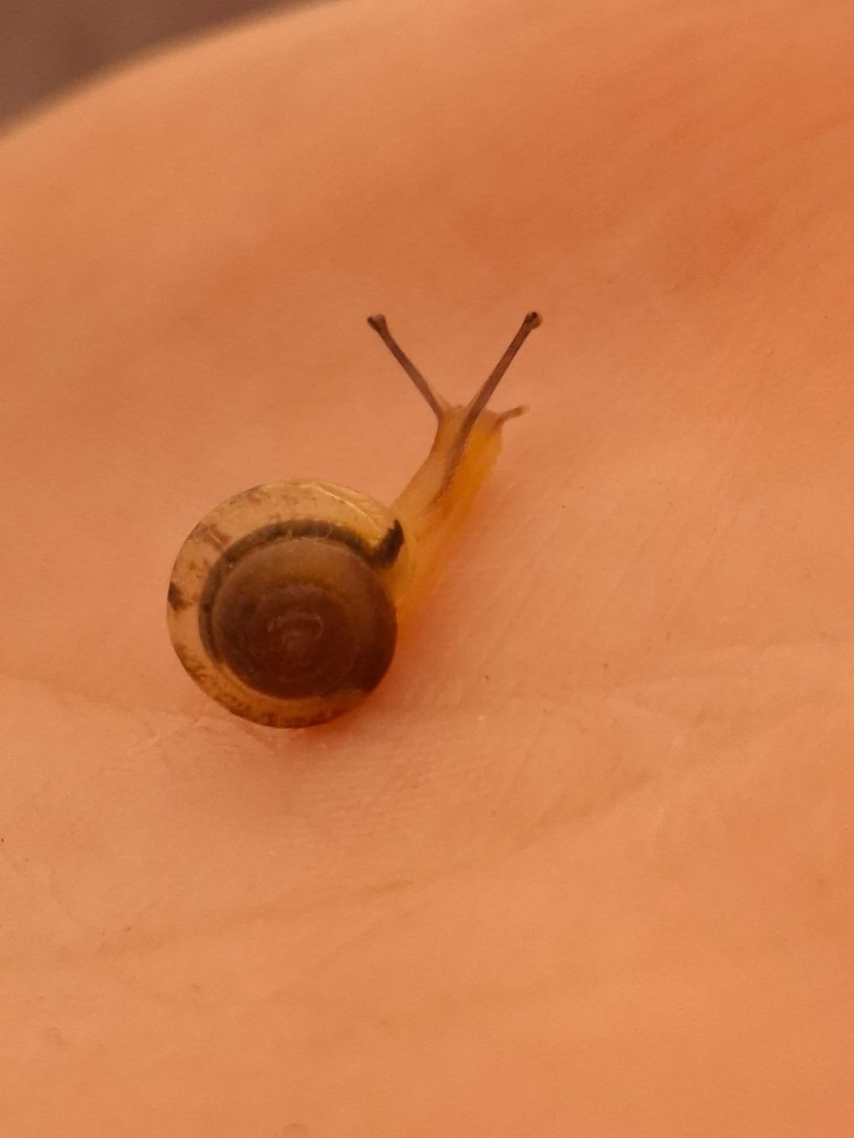 Понекад спорије значи брже